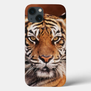 Sumatran Tiger, Panthera tigris iPhone 13 Case