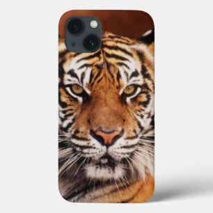 Sumatran Tiger, Panthera tigris iPhone 13 Case