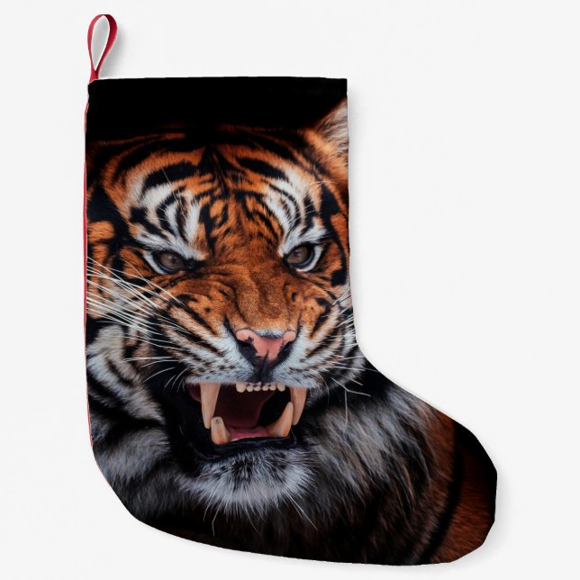 Sumatran tiger (Panthera tigris sumatrae) beautifu Small Christmas Stocking (Front)