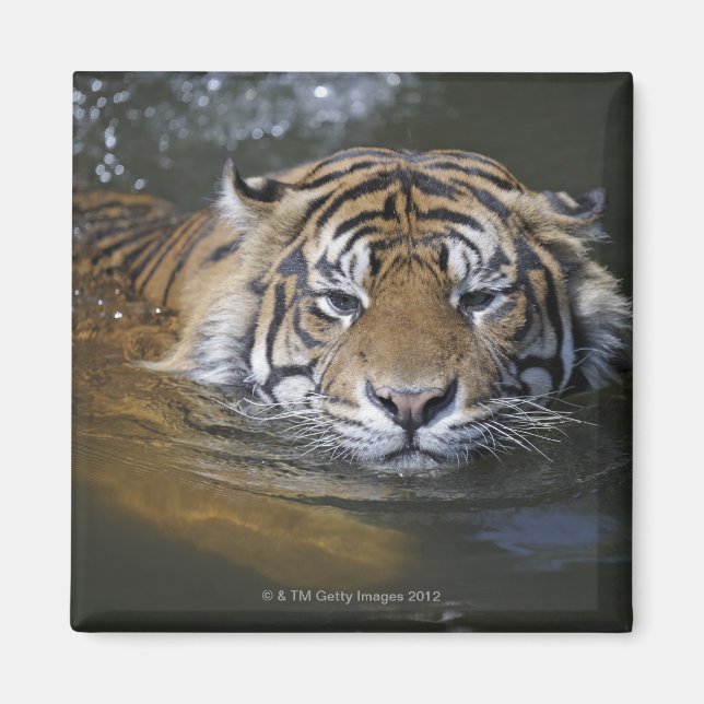 Sumatran tiger, Panthera tigris sumatrae Magnet (Front)