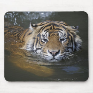 Sumatran tiger, Panthera tigris sumatrae Mouse Pad