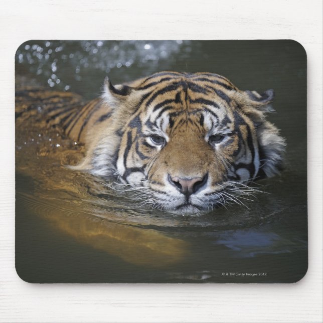 Sumatran tiger, Panthera tigris sumatrae Mouse Pad (Front)