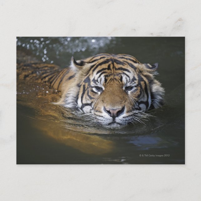 Sumatran tiger, Panthera tigris sumatrae Postcard (Front)