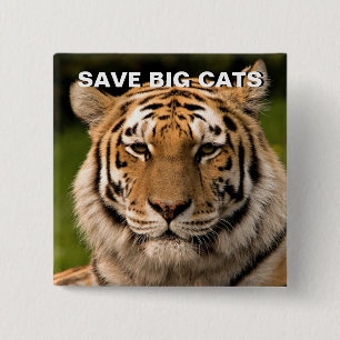 Sumatran Tiger Portrait 15 Cm Square Badge