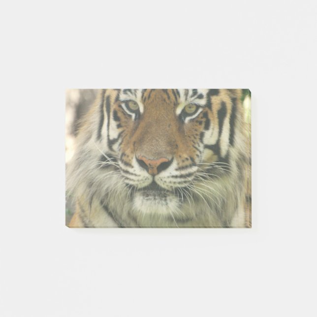 Sumatran Tiger Post-it Notes (Front)