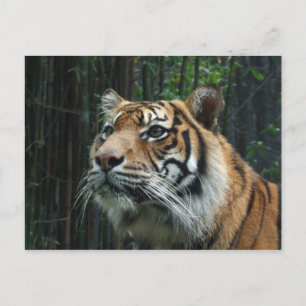 Sumatran Tiger Postcard