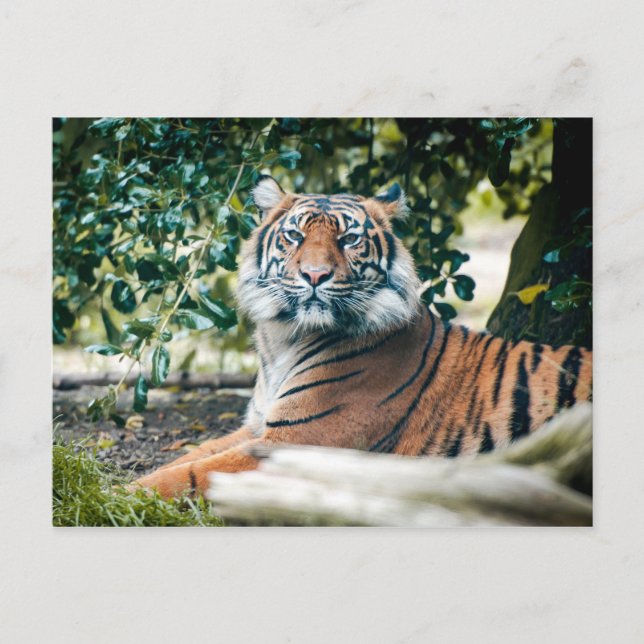 Sumatran Tiger Postcard (Front)