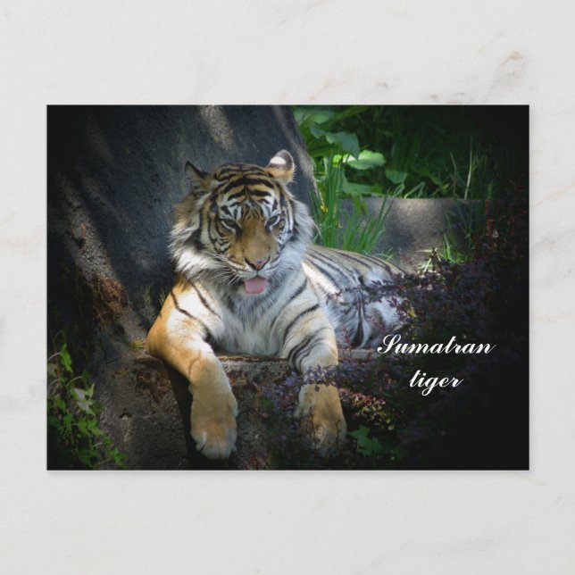 Sumatran tiger postcard (Front)