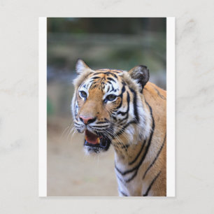 Sumatran Tiger Postcard