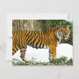 Sumatran Tiger Postcard