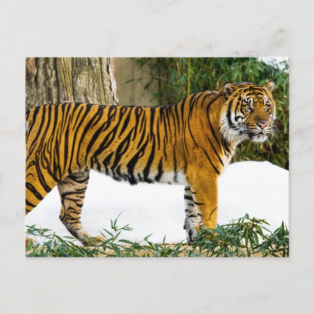 Sumatran Tiger Postcard (Front)