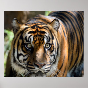 Sumatran Tiger Poster