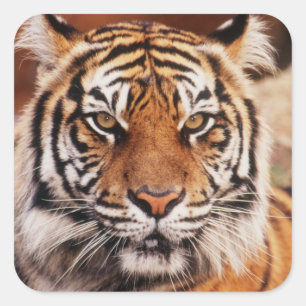 Sumatran Tiger Square Sticker