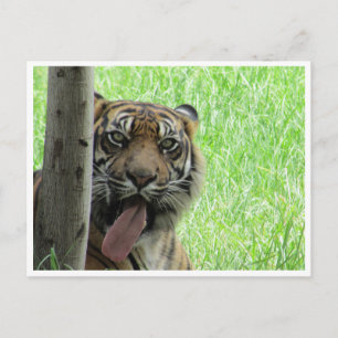 sumatran tiger tongue postcard