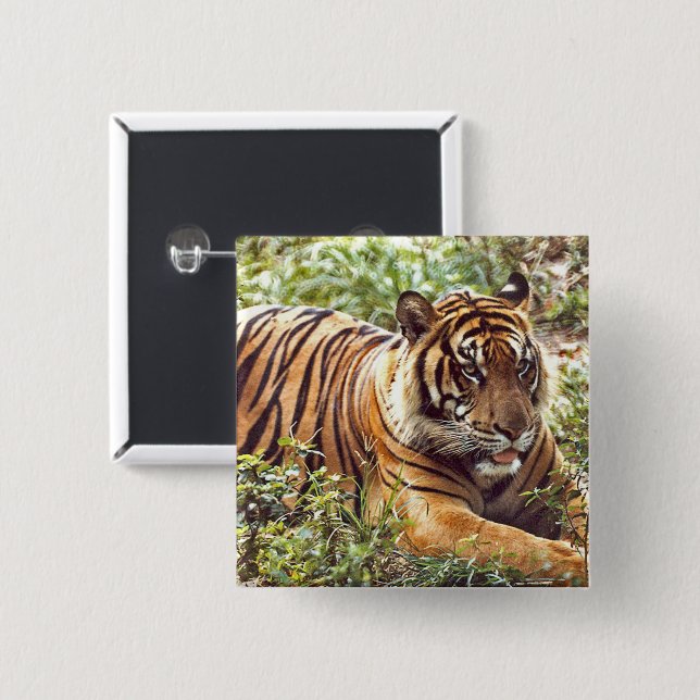 Sumatran Tiger Wild Button (Front & Back)