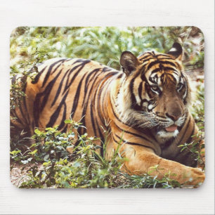 sumatran tiger wild jungle mouse pad