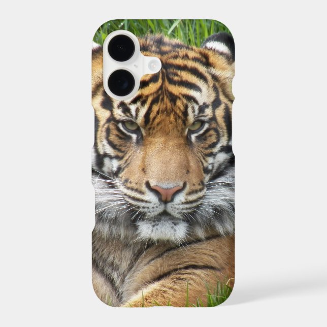 Sumatran Tiger Wildlife Photo (Back)