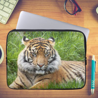 Sumatran Tiger Wildlife Photo