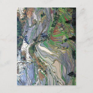 Summary Description Terrace rice fields in Yunnan Postcard