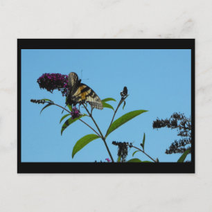 ~ Summer 19 ~ Postcard