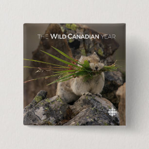 Summer - American Pica 15 Cm Square Badge