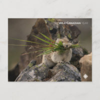 Summer - American Pica