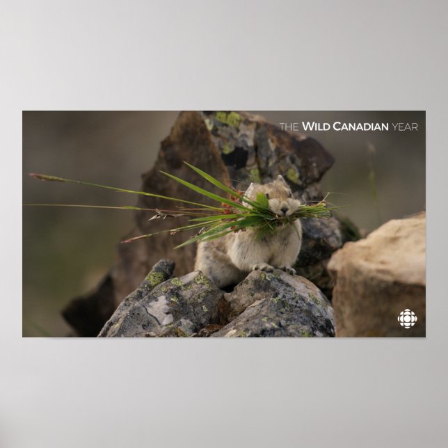 Summer - American Pica Poster (Front)