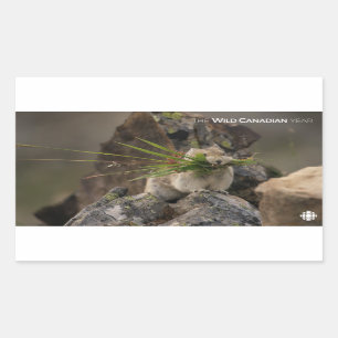 Summer - American Pica Rectangular Sticker