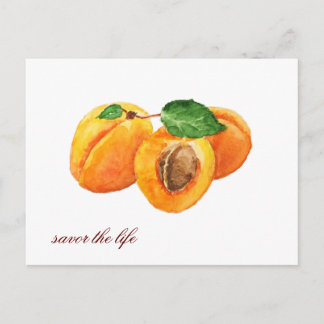 Summer apricots savour the life watercolor postcard