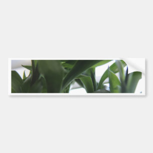Summer Bamboo Bumper Sticker