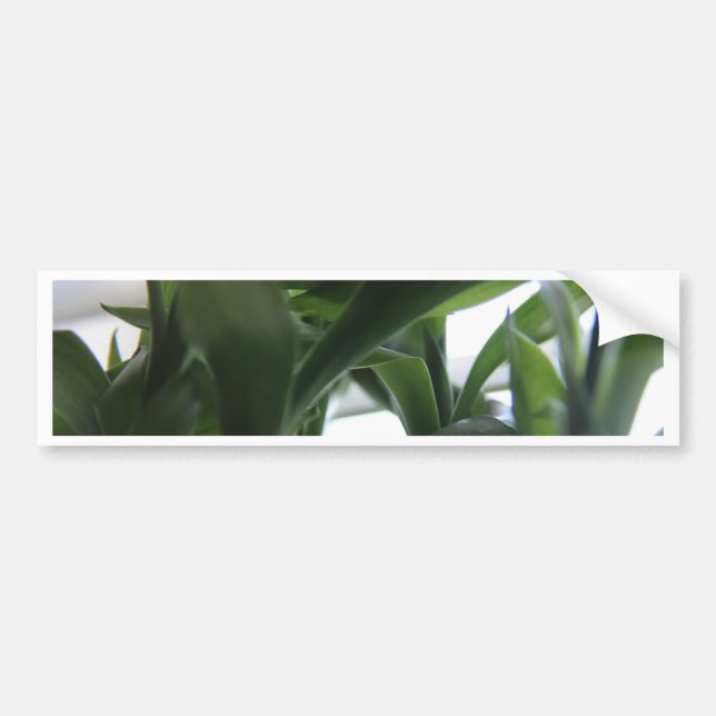 Summer Bamboo Bumper Sticker (Front)