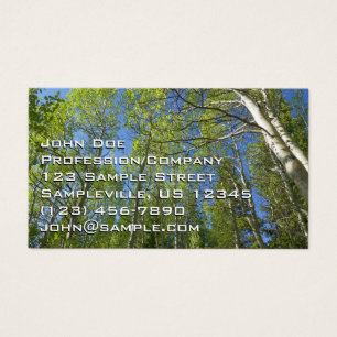 Summer Birch Trees at Rocky Mountain