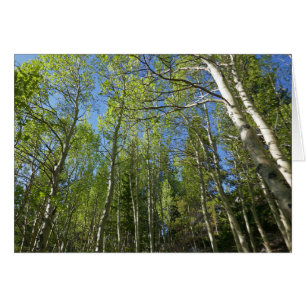Summer Birch Trees at Rocky Mountain