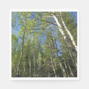 Summer Birch Trees at Rocky Mountain Napkin
