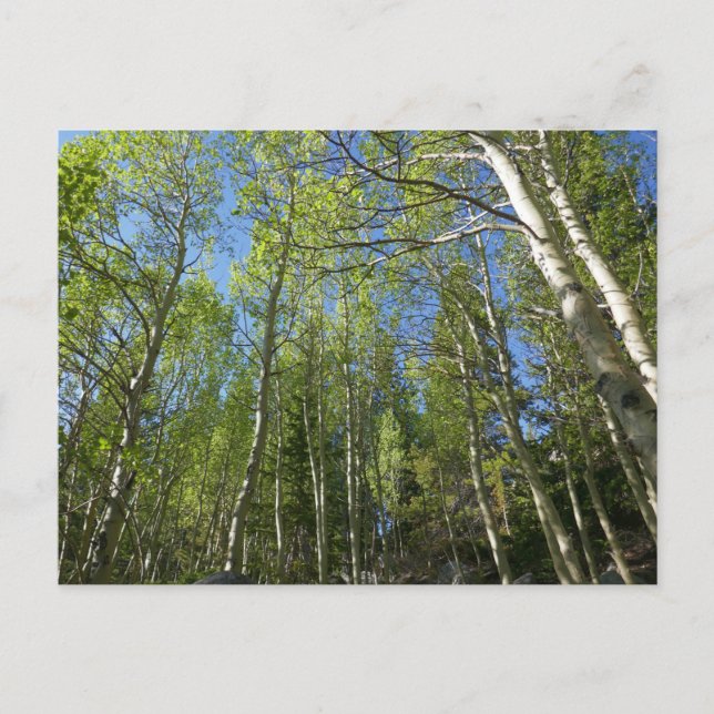 Summer Birch Trees at Rocky Mountain Postcard (Front)