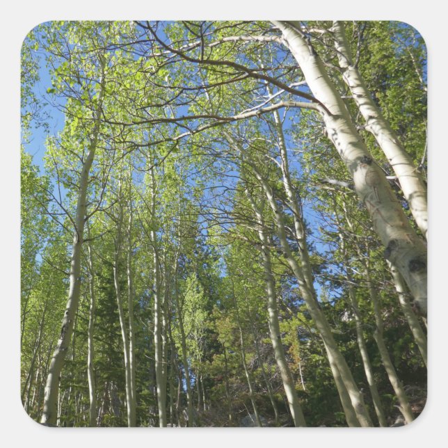 Summer Birch Trees at Rocky Mountain Square Sticker (Front)
