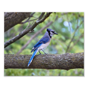 Summer Blue Jay Photo Print
