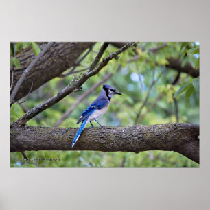 Summer Blue Jay Poster