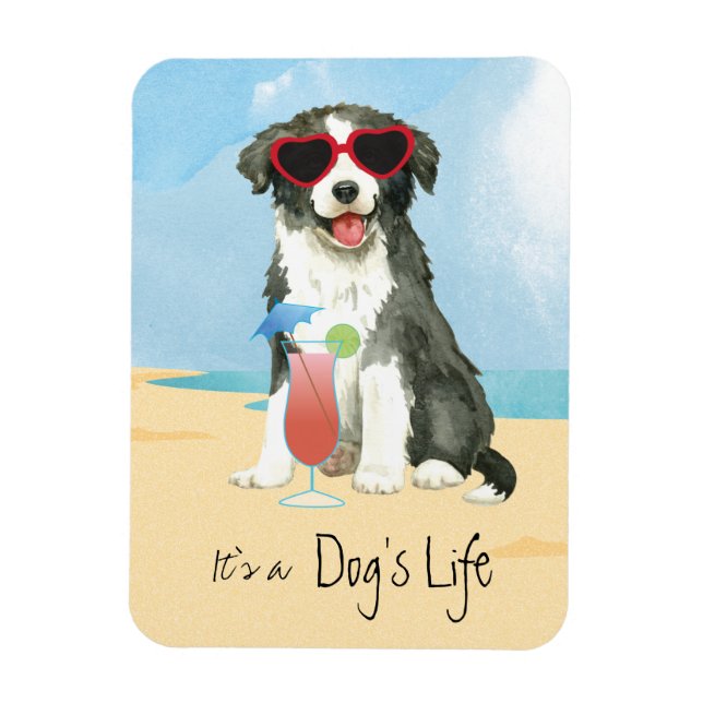 Summer Border Collie Magnet (Vertical)