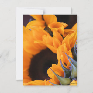 Summer Bright Sunflower Postcard