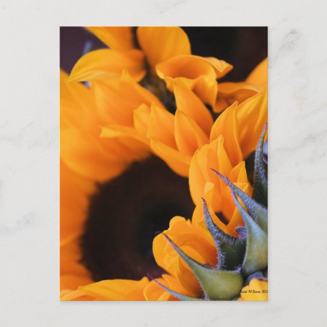 Summer Bright Sunflower Postcard (Front)