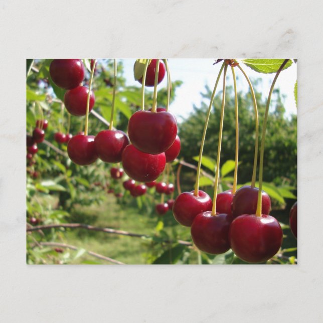 Summer Cherries Postcard (Front)