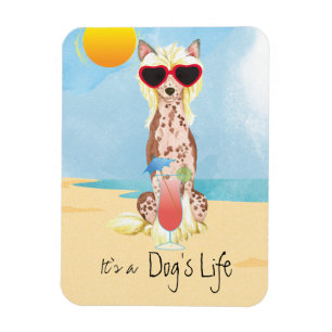 Summer Chinese Crested Magnet