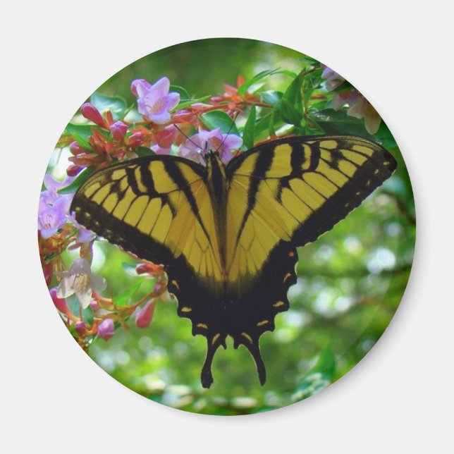 Summer Colours Magnet (Front)