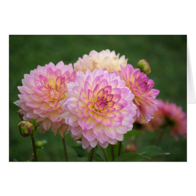 Summer Dahlia (Front Horizontal)