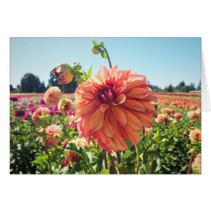 Summer Dahlia