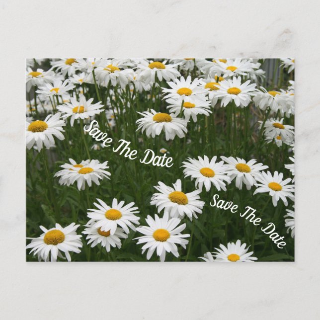 Summer Daisy Flower Save The Date Postcard (Front)