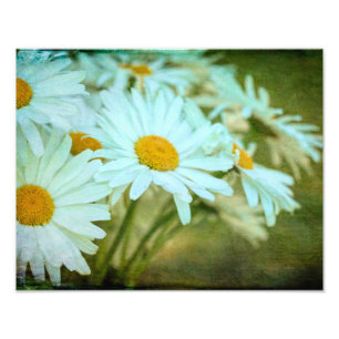 Summer Daisy Photo Enlargement Print