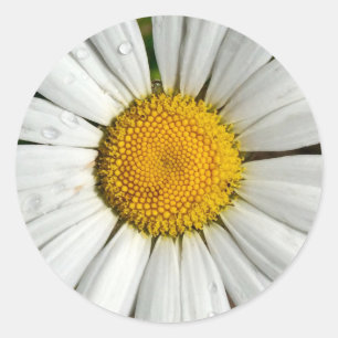 Summer Daisy Sticker