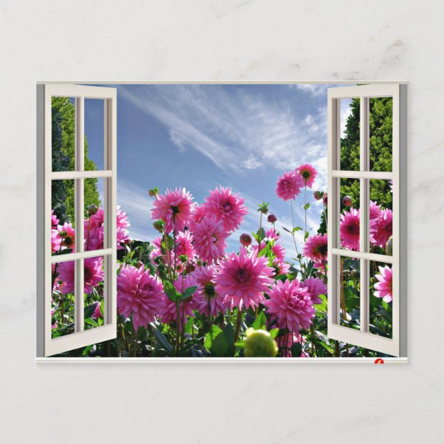 Summer Day, Dahlias in Bloom Postcard (Front)